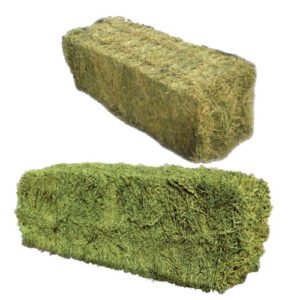 ALFAFA HAY FOR SALE
