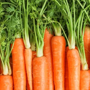 fresh carrots