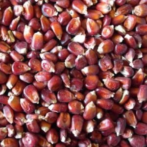 red corn